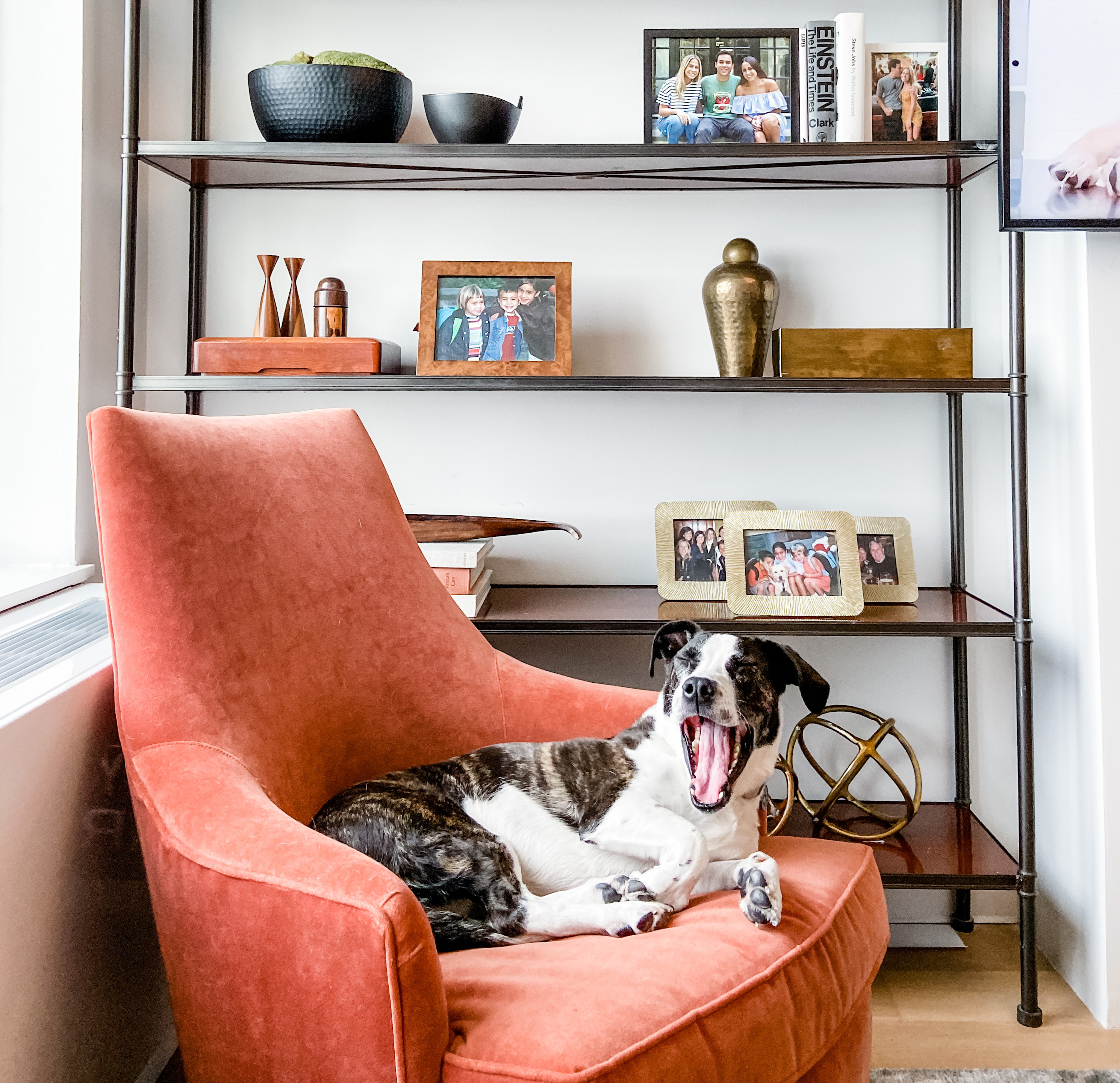 my dog Haddy yawning in my NYC apartment