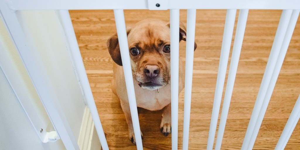 sad dog at doorway pet gate barrier